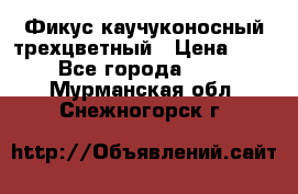 Фикус каучуконосный трехцветный › Цена ­ 500 - Все города  »    . Мурманская обл.,Снежногорск г.